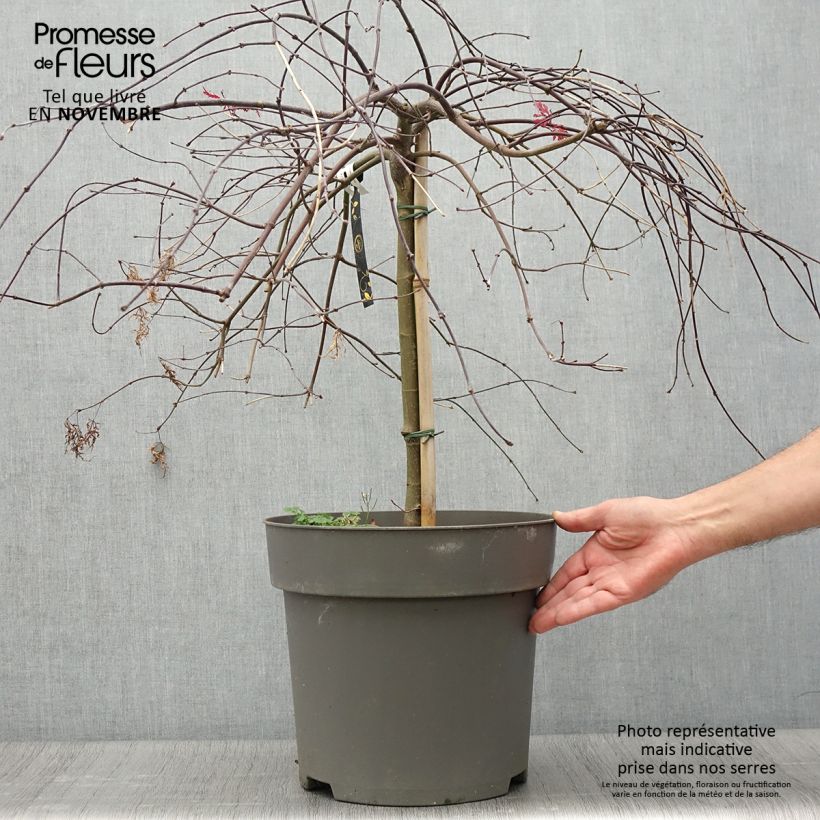 Erable du Japon - Acer palmatum Dissectum Orangeola - Pot de 12L/15L sample as delivered in autumn