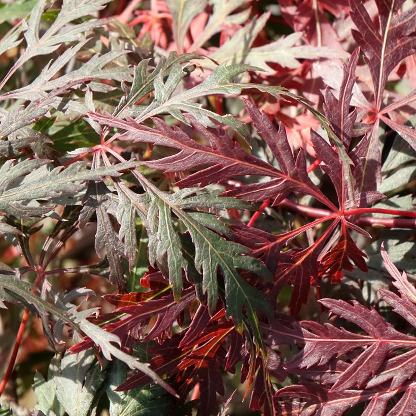Acer palmatum Orangeola - Japanese Maple (Foliage)