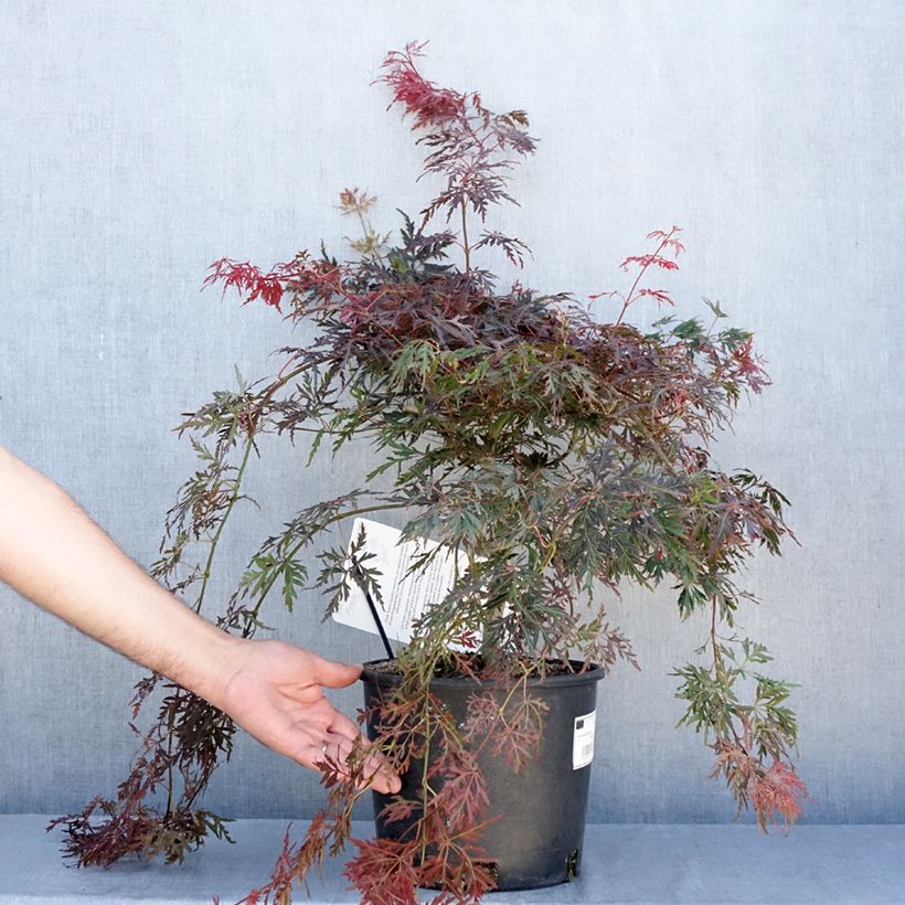 Acer palmatum Orangeola - Japanese Maple 7.5L/10L pot sample as delivered in summer