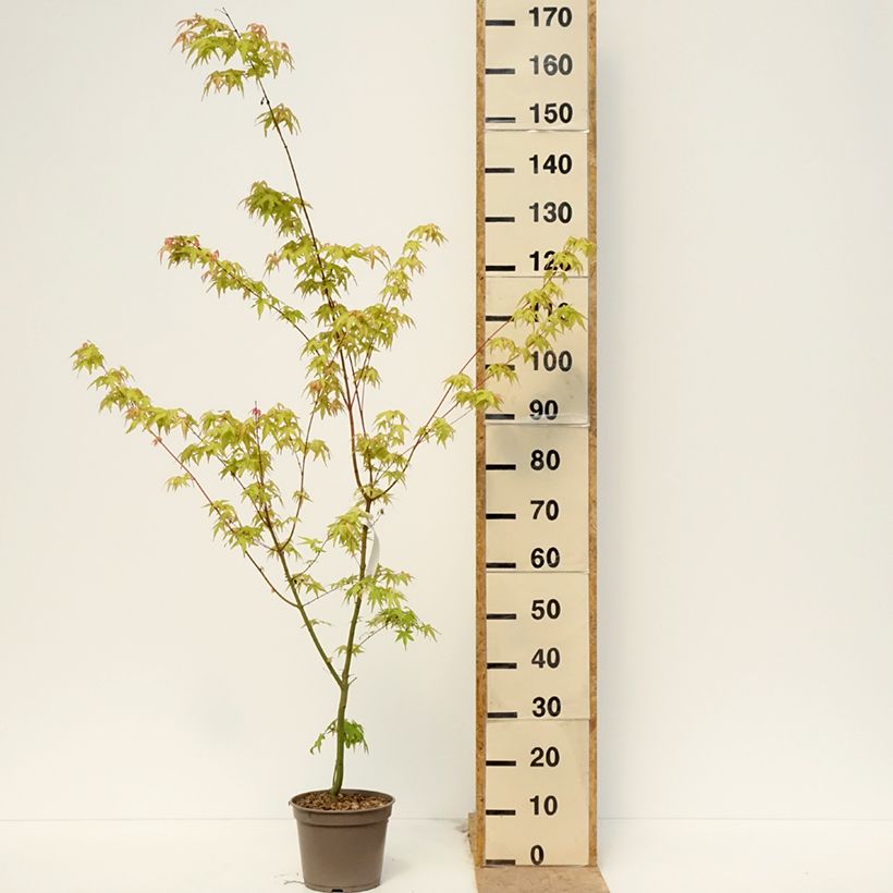 Acer palmatum Tamukeyama - Japanese Maple 7.5L/10L potShipped height around 90/110cm sample as delivered in spring