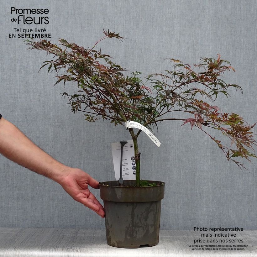 Acer palmatum Tamukeyama - Japanese Maple 4L/5L pot sample as delivered in autumn