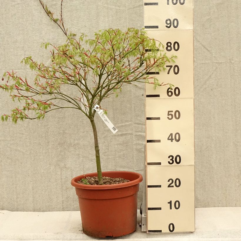 Acer palmatum Dissectum Viridis - Japanese Maple 7.5L/10L potShipped height around 100/110cm sample as delivered in spring