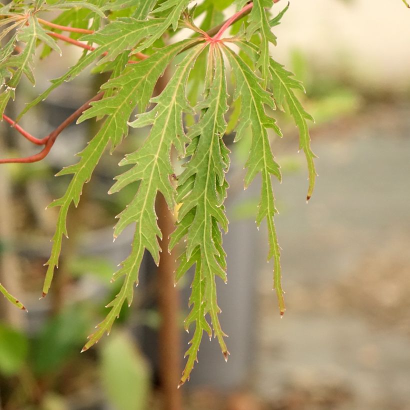 Acer palmatum Dissectum Viridis - Japanese Maple (Foliage)