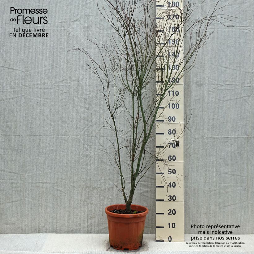 Erable du Japon - Acer palmatum Kagiri-nishiki (Roseomargina) - Pot de 12L/15L sample as delivered in winter