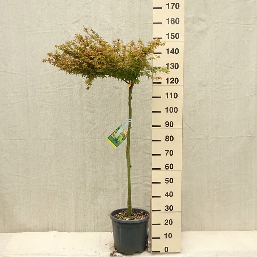 Acer palmatum Little Princess - Japanese Maple sample as delivered in spring