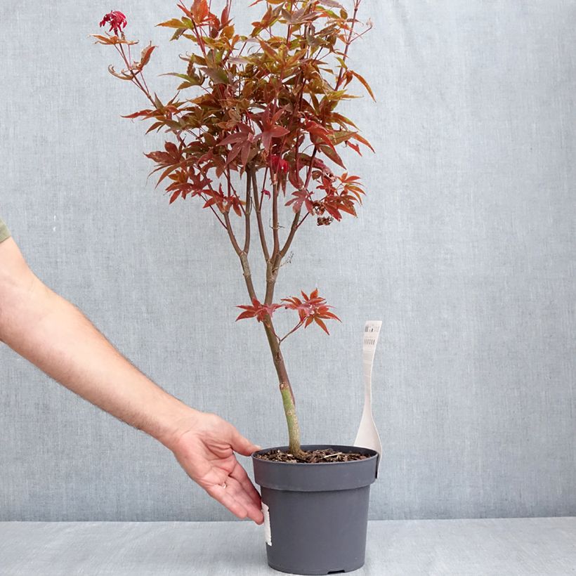 Acer palmatum Little Red - Japanese Maple 3L/4L pot sample as delivered in summer