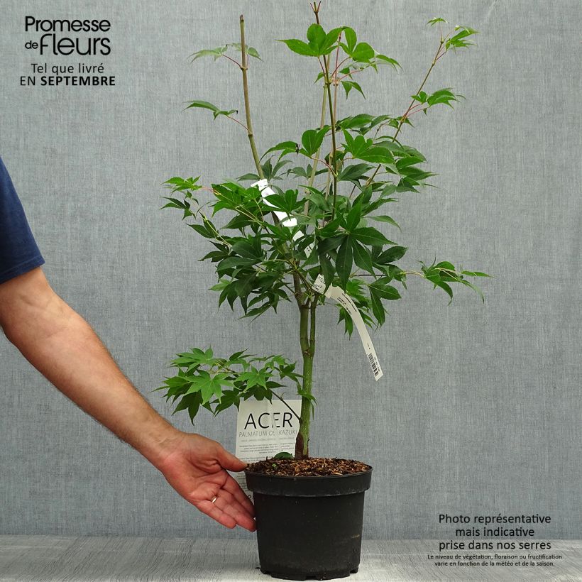 Acer palmatum Osakazuki - Japanese Maple 3L/4L pot sample as delivered in autumn