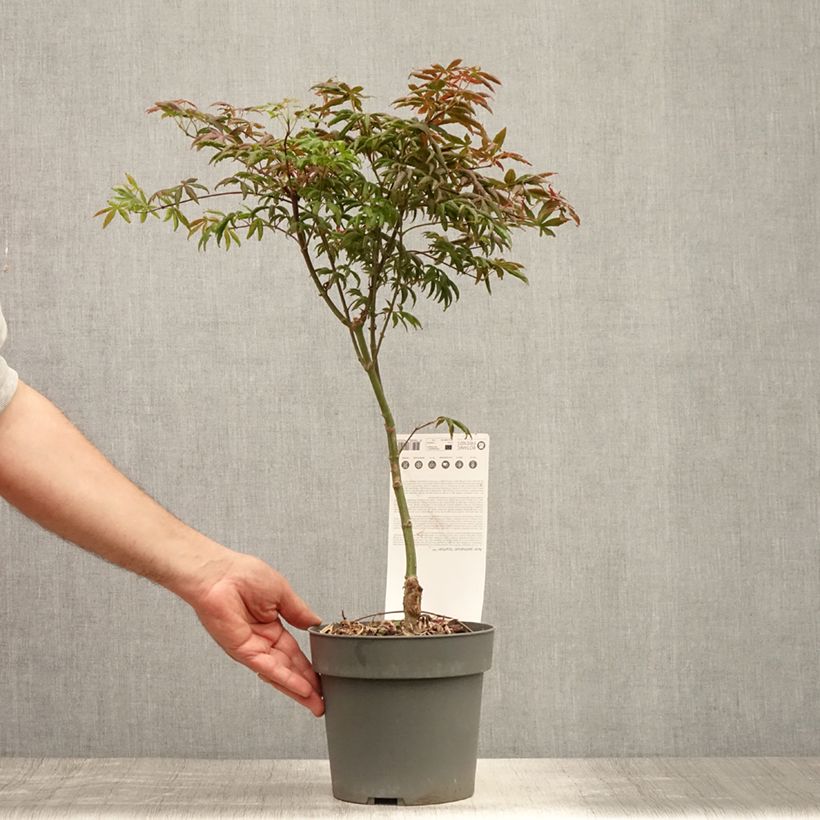 Acer palmatum Pévé Starfish - Japanese Maple 2L/3L pot sample as delivered in summer