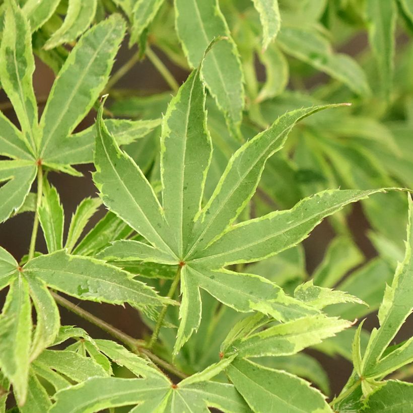 Acer palmatum Pink Passion - Japanese Maple (Foliage)