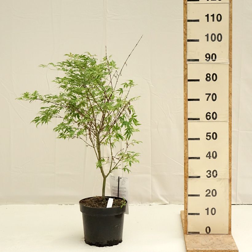 Acer palmatum Pink Passion - Japanese Maple 7.5L/10L potShipped height around 80/100cm sample as delivered in spring