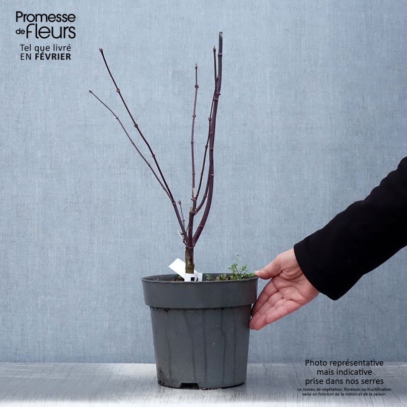 Erable du Japon - Acer palmatum Pung Kill - Pot de 4L/5L sample as delivered in winter