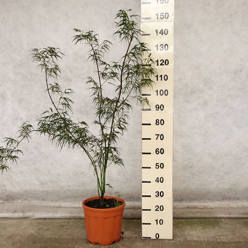 Acer palmatum Red Pygmy - Japanese Maple 7.5L/10L pot sample as delivered in autumn
