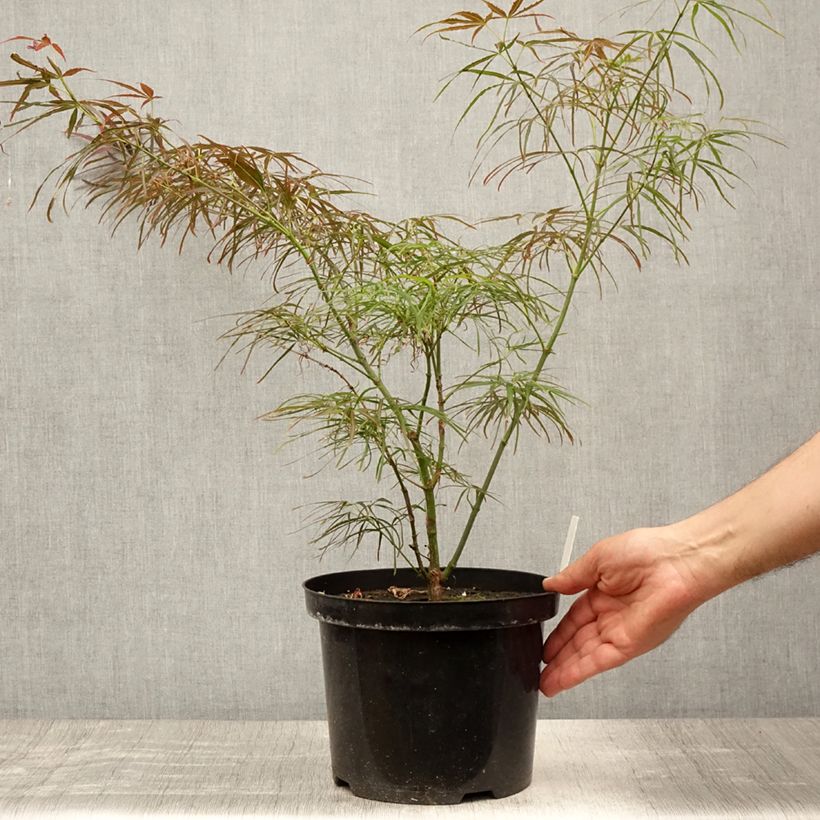 Acer palmatum Red Pygmy - Japanese Maple 3L/4L pot sample as delivered in summer