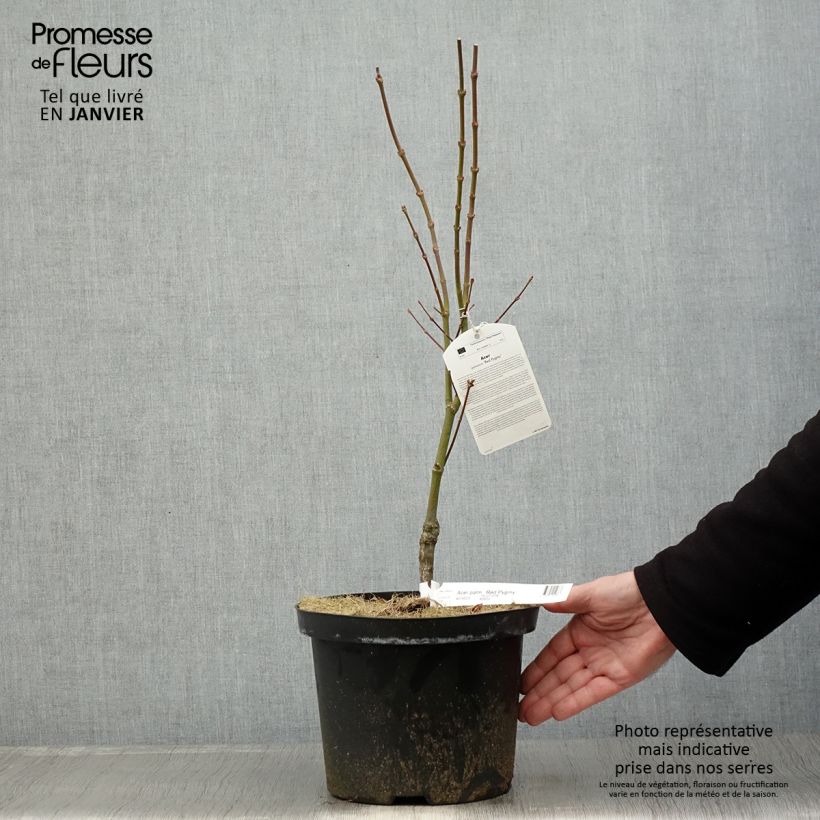 Erable du Japon - Acer palmatum Red Pygmy en pot de 4/5L sample as delivered in winter