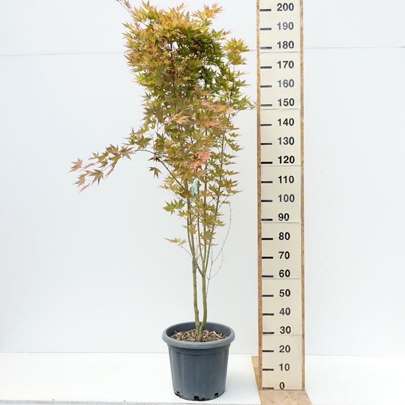 Acer palmatum Redwine - Japanese Maple 20L/25L pot sample as delivered in summer