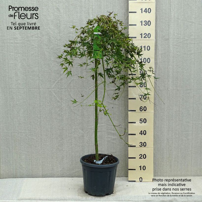 Acer palmatum Ryusen - Japanese Maple 7.5L/10L pot sample as delivered in autumn