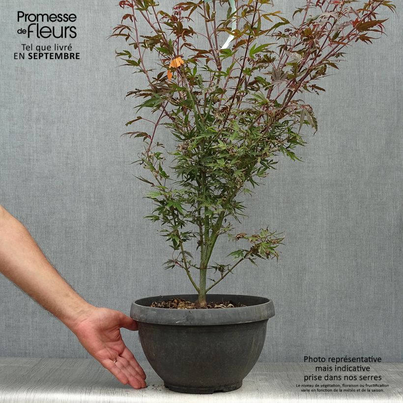 Erable du Japon - Acer palmatum Shaina en pot de 6L/7L sample as delivered in autumn