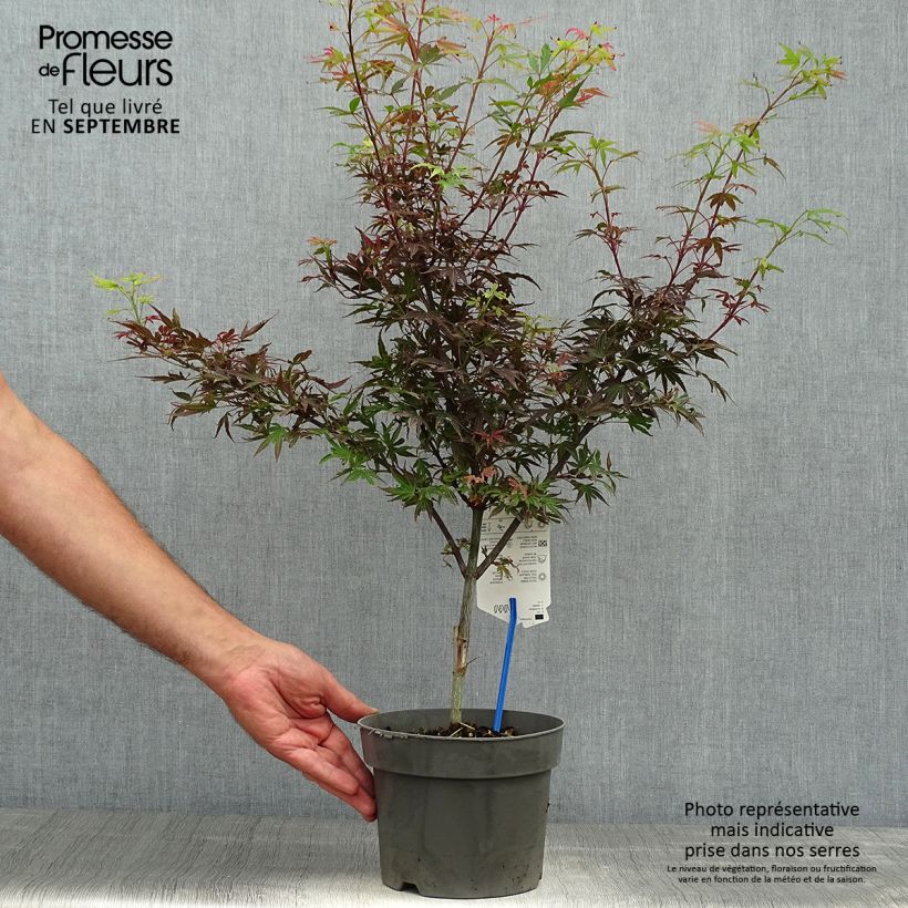 Erable du Japon - Acer palmatum Shaina en pot de 3L/4L sample as delivered in autumn