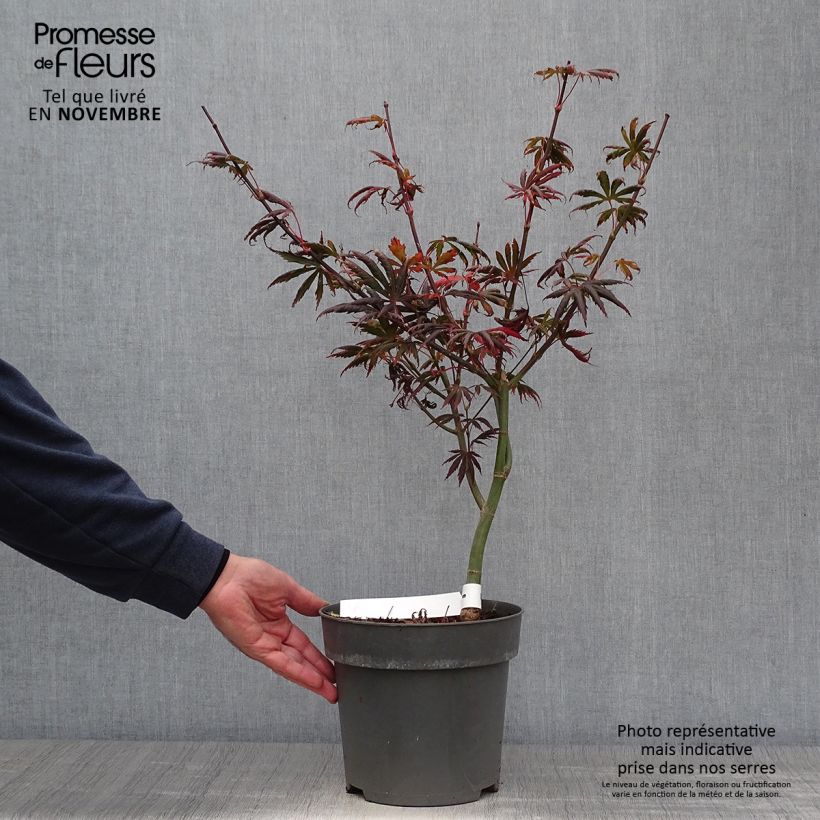 Erable du Japon - Acer palmatum Trompenburg en pot de 3L/4L sample as delivered in autumn