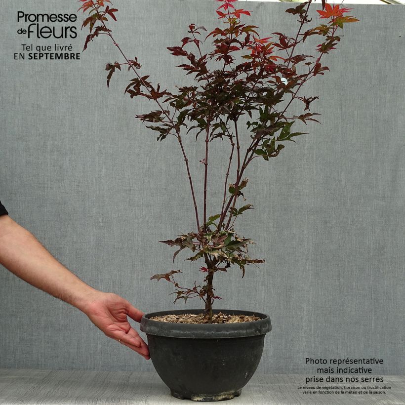 Acer palmatum Twomblys Red Sentinel - Japanese Maple 7.5L/10L bowl sample as delivered in autumn
