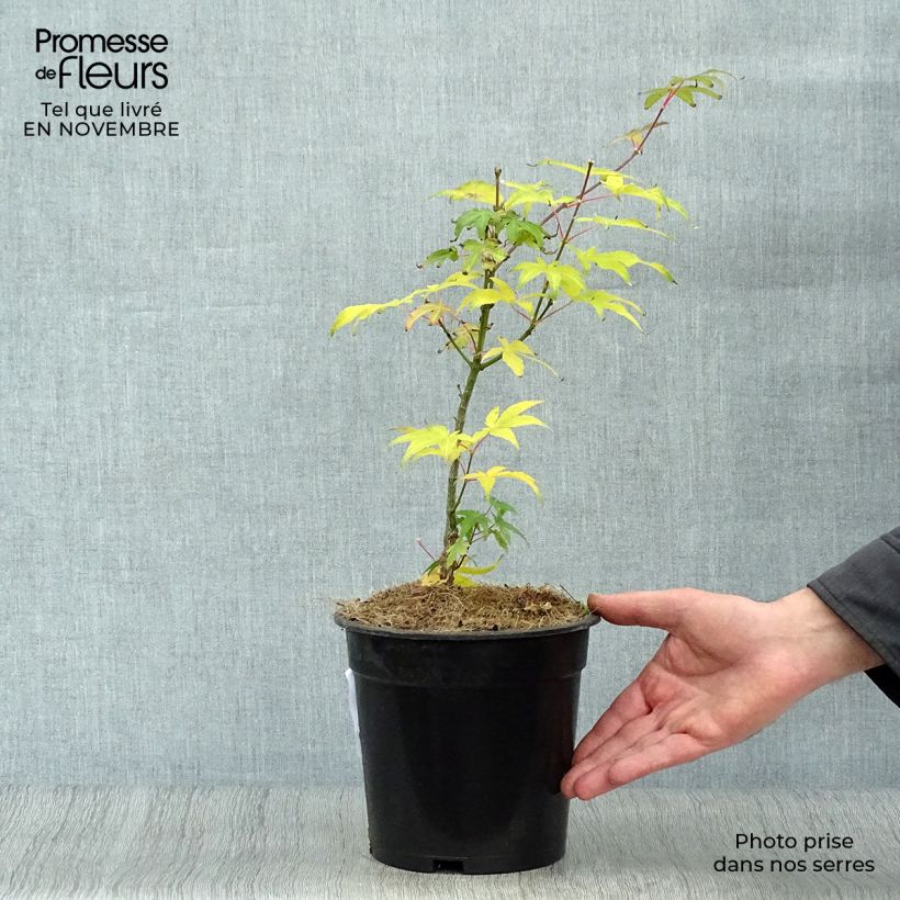 Erable du Japon - Acer palmatum Ukigumo Pot de 3L sample as delivered in autumn