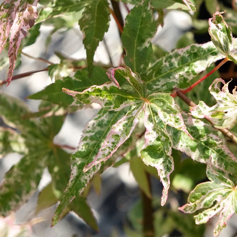 Acer palmatum Uki-gumo - Japanese Maple (Foliage)