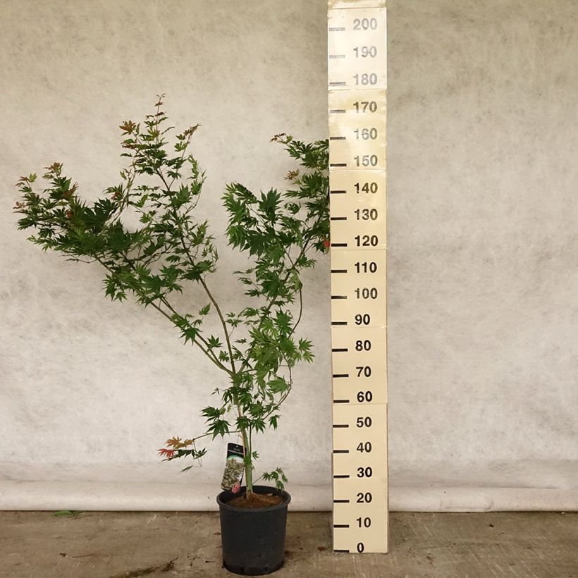 Acer pseudosieboldianum North Wind - Maple 7.5L/10L pot sample as delivered in summer