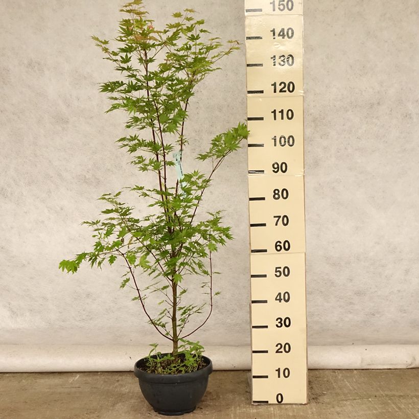 Acer shirasawanum Jordan - Japanese Maple 7.5L/10L bowl sample as delivered in summer