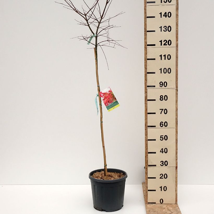 Acer palmatum Beni Maiko - Japanese Maple 7.5L/10L potShipped height around 100/+cm sample as delivered in winter