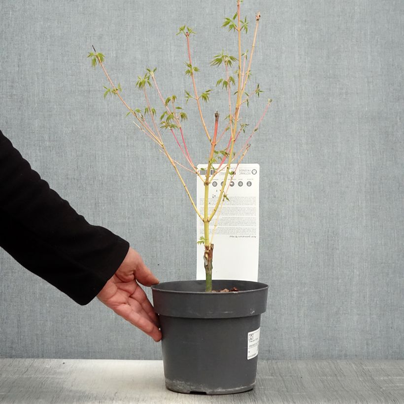 Acer palmatum Bi Hoo - Japanese Maple 2L/3L potShipped height around 60cm sample as delivered in spring