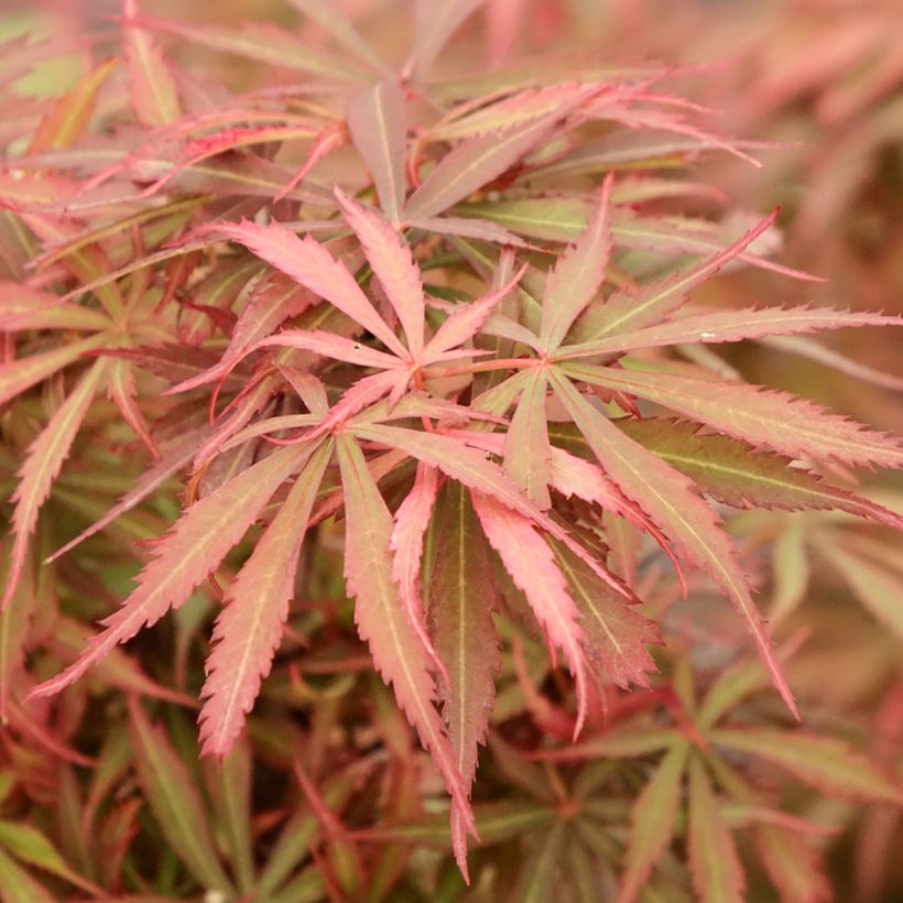 Acer palmatum Jerre Schwartz - Japanese Maple (Foliage)