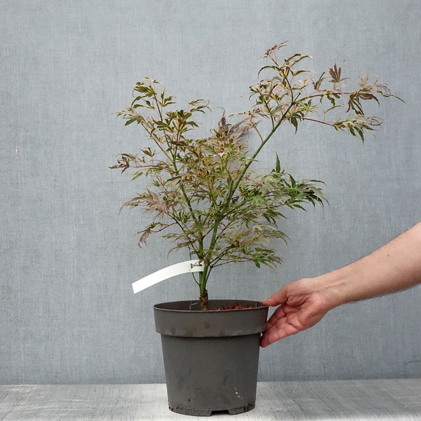 Acer palmatum Manyo-No-Sato - Japanese Maple 6L/7L potShipped height around 40/60cm sample as delivered in summer