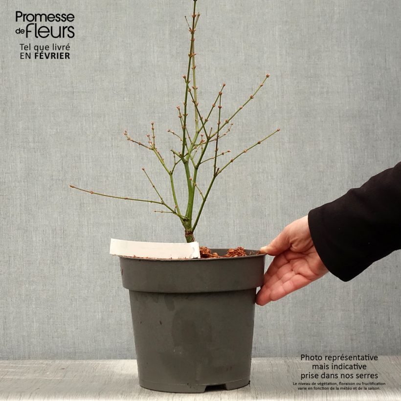 Érable du Japon Manyo-No-Sato - Acer palmatum Pot de 6L/7L sample as delivered in winter