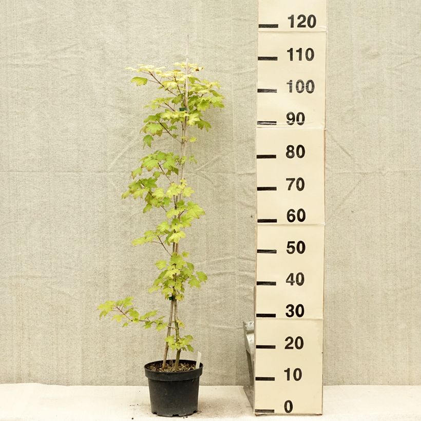 Acer Orientalia Minorient - Maple 3L/4L pot sample as delivered in summer