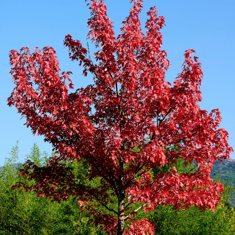 Acer rubrum - Maple (Plant habit)