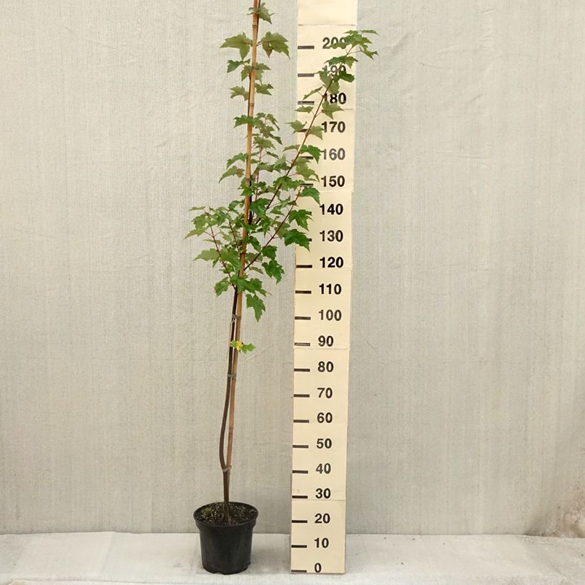 Acer rubrum - Maple 7.5L/10L pot sample as delivered in summer