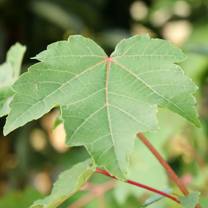 Acer rubrum - Maple (Foliage)