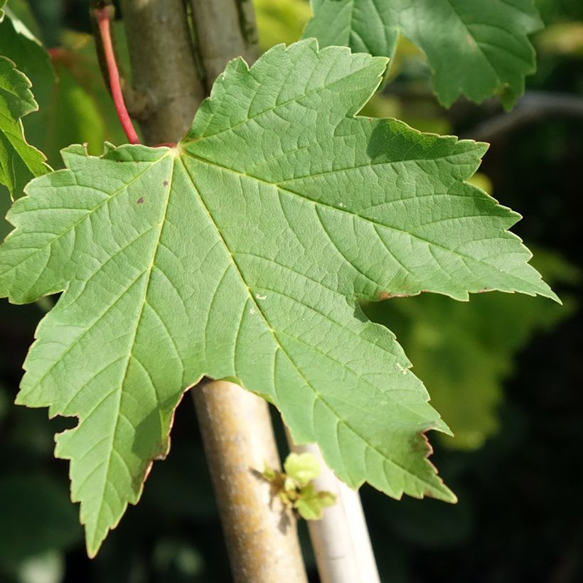 Acer pseudoplatanus Simon-Louis Frères - Sycamore maple (Foliage)