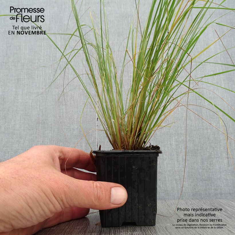 Eragrostis curvula - Herbe d'amour Godet de 8/9 cm sample as delivered in autumn