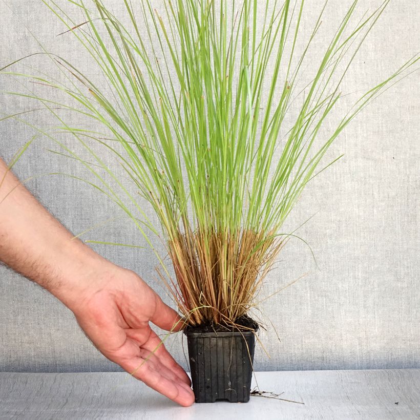 Eragrostis curvula - Herbe d'amour Godet de 8/9 cm sample as delivered in summer