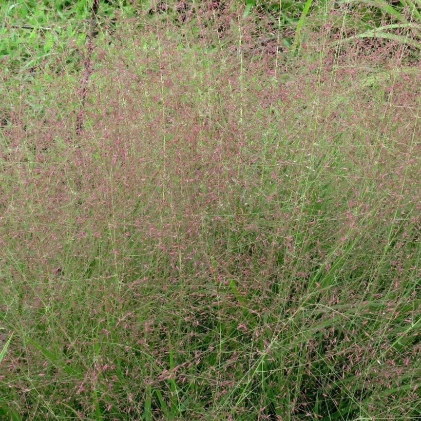 Eragrostis spectabilis (Flowering)