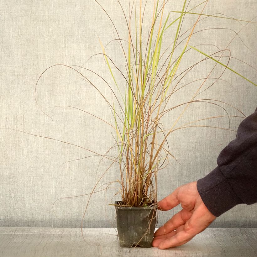 Eragrostis trichodes - Herbe d'amour Godet de 8 cm sample as delivered in autumn