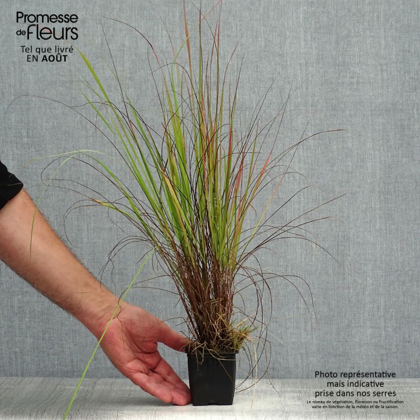 Eragrostis trichodes - Herbe d'amour Godet de 8 cm sample as delivered in summer