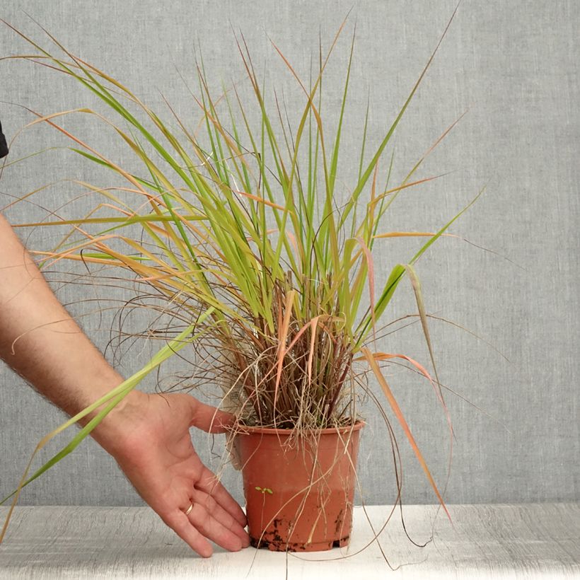 Eragrostis trichodes - Herbe d'amour - Pot de 1L/1,5L sample as delivered in summer