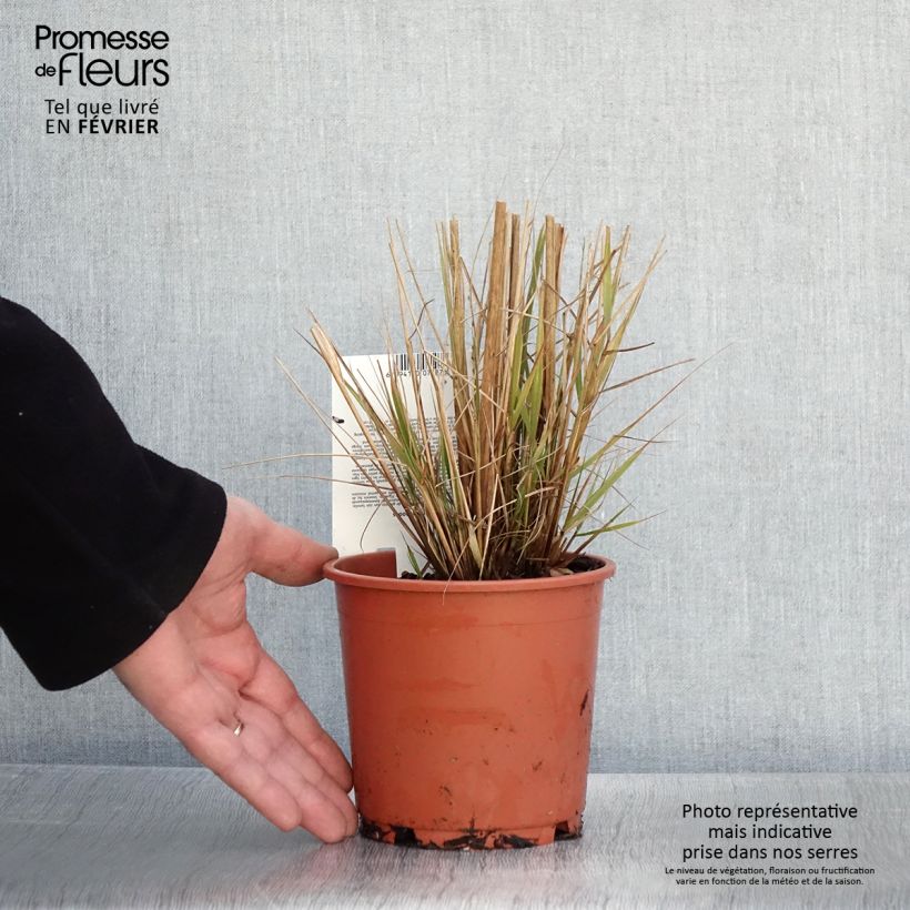 Eragrostis trichodes - Herbe d'amour - Pot de 1L/1,5L sample as delivered in winter