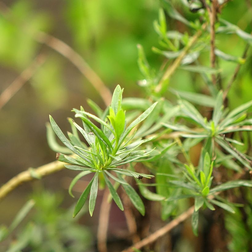 Eremophila maculata Aurea (Foliage)