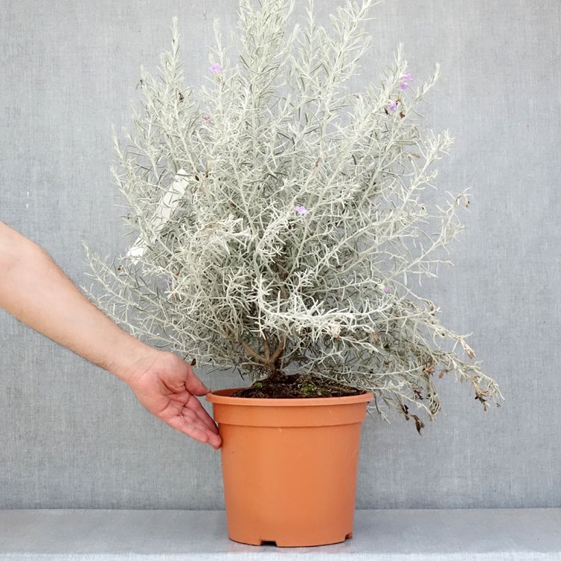 Eremophila nivea - Eremophile soyeuse Pot de 7.5L/10L sample as delivered in spring