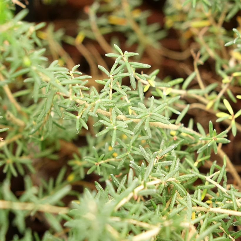Erica canaliculata - Heath (Foliage)