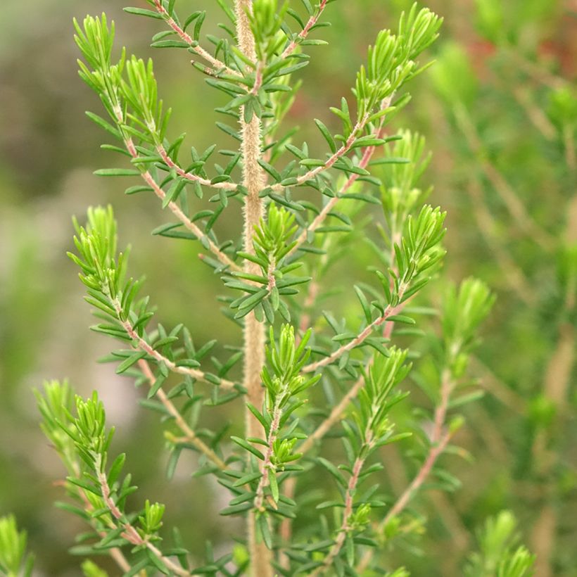 Erica canaliculata - Heath (Foliage)