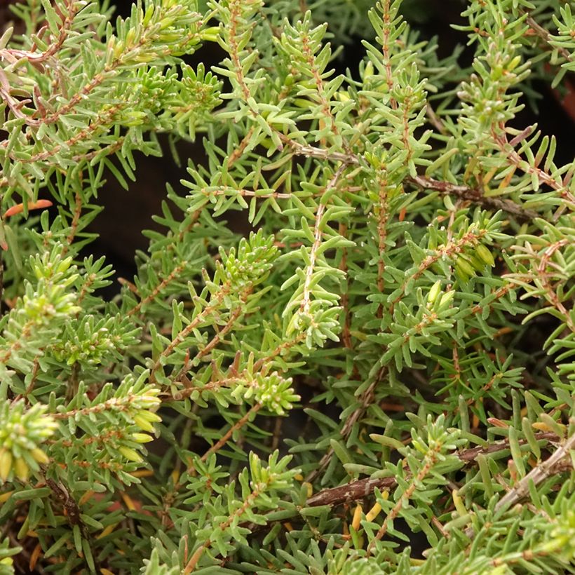 Erica darleyensis Tyann - Winter Heath (Foliage)